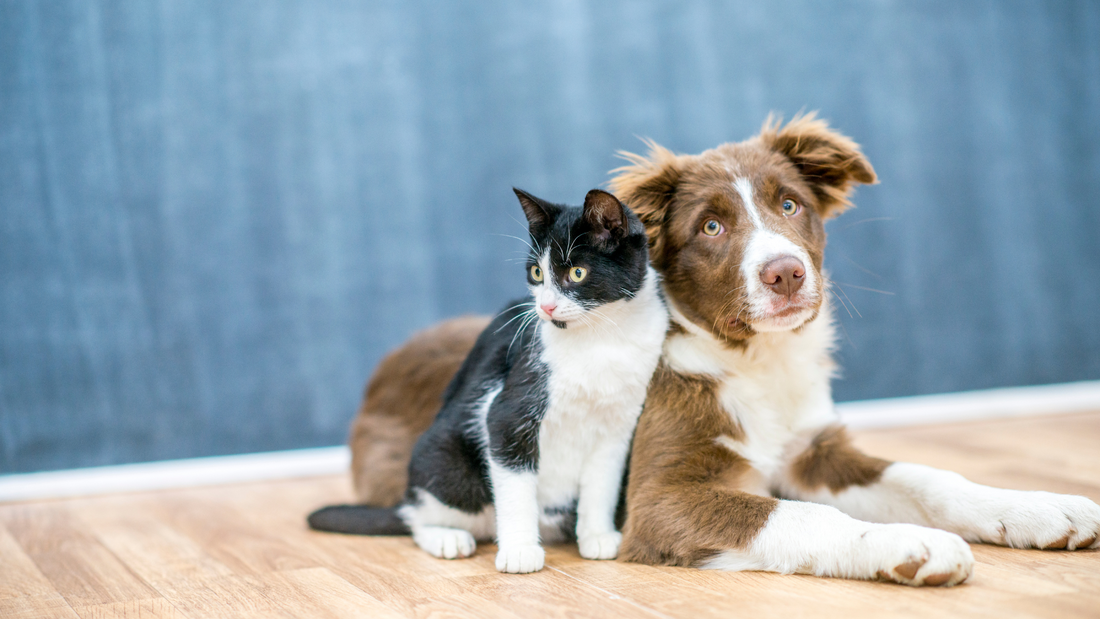 How Air Fresheners Can Positively Affect Pets: Creating a Pet-Friendly Environment